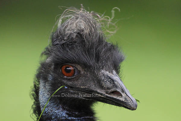 Nandu komische Haarfrisur Vogelfoto mit Grashalm im Spitzschnabel Strauss zerzauste Kopfhaare