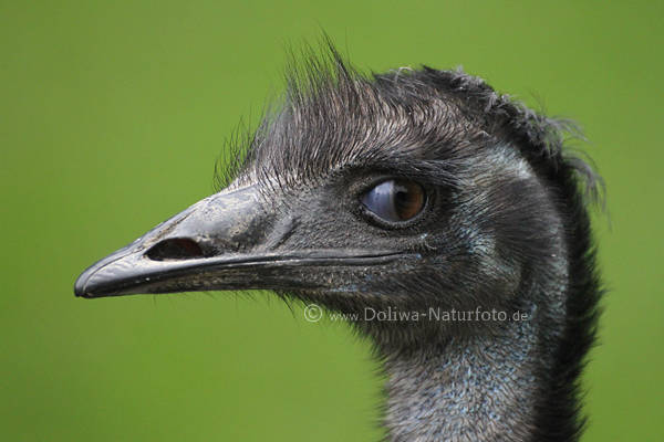 Nandu Vogelkopf komischer Strauss Haarschnitt Auge Kopf Profilbild Spitzschnabel Tierfoto