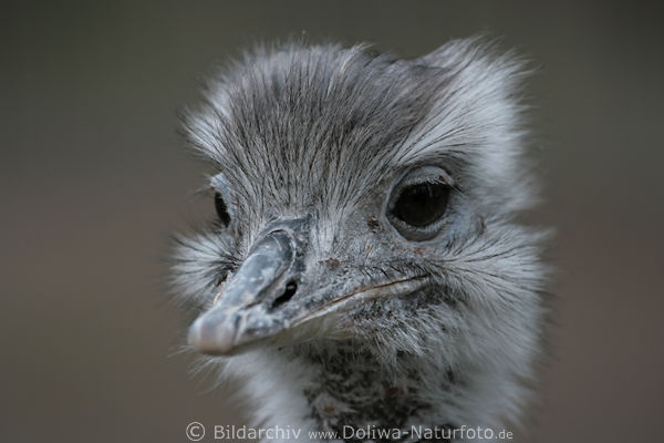Nandu Rhea americana Vogelkopf