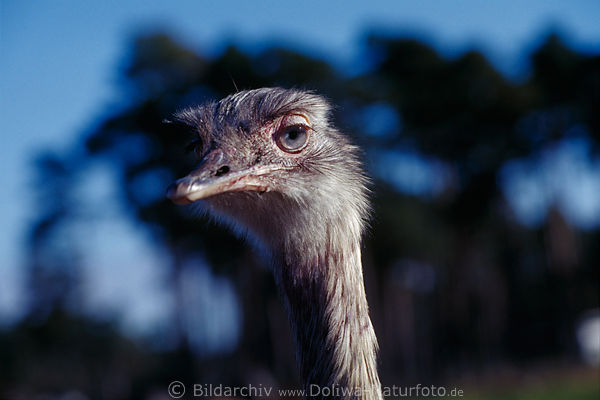 Afrikanischer Strau Struthio camelus