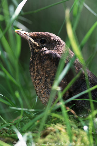 Jungvogel Wacholderdrossel turdus pilaris Singvogel