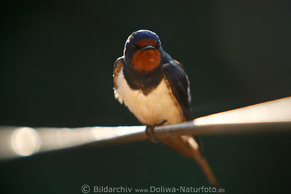 Schwalbe Tierkind Vogel Jungtier Hirundo rustica Junggefiederte