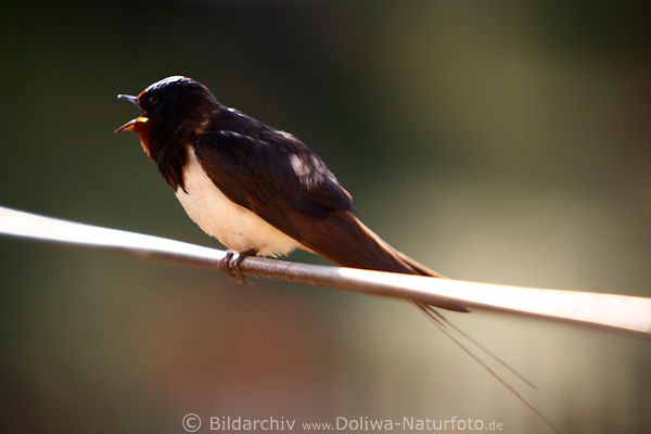 Singende Schwalbe Hirundo rustica bei Schwalbengesang Jungschwalbe Singvogel