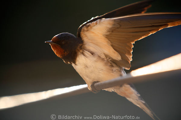 Schwalbe Jungvogel mit Gefieder flattern sonnen auf Draht in Morgensonne Hirundo rustica