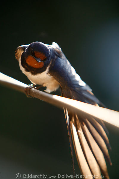 Schwalbenvogel Jungvogel breite Gefieder sonnen auf Draht in Morgensonne