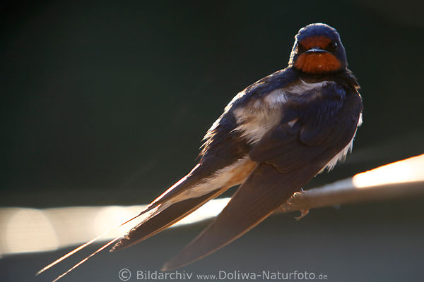 Schwalbe Hirundo rustica Vogel Swallow bird