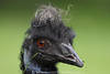 Nandu komische Haarfrisur Vogelfoto mit Grashalm im Spitzschnabel Strauss zerzauste Kopfhaare