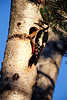 0375_ Buntspecht am Nest im Baum, Baumlochnest 