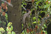 Grnspecht Naturfoto am Baum klettern Vogel 231801 Portraitbild Picus viridis Rotkopf