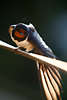 807148_ Schwalbenvogel Bild, Jungvogel breite Gefieder sonnen auf Draht in Morgensonne
