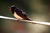 807158_ Singende Schwalbe Hirundo rustica bei Schwalbengesang Foto, Jungschwalbe Singvogel in Morgensonne