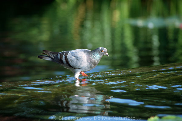 Taube Tappen im Wasser Vogel columbidae