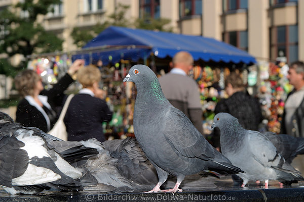 Bad der Tauben vor Menschen am Andenken Kiosk, Tauben Portrait am Marktplatz in Krakau