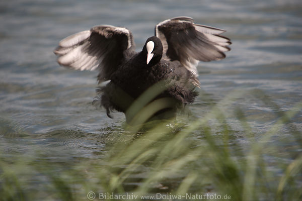 Blsshuhn Wasservogel flattert schwarze Gefieder Flgel
