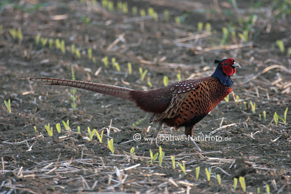 Jagdfasan Phasianus colchicus H�hnervogel auf Feld