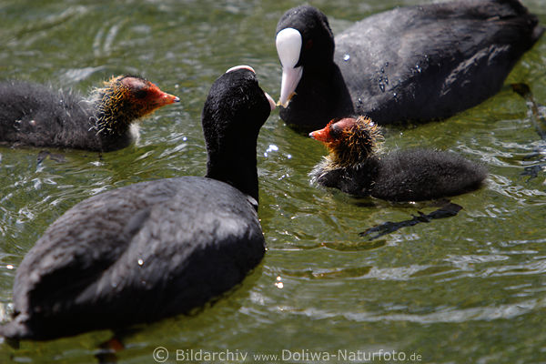 Bl��huhn Elternpaar f�ttert niedliche K�ken neugeschl�pfte Vogelkinder