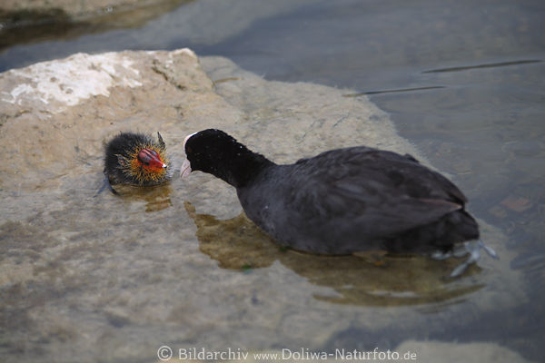 1406118_Bl�sshuhn-Baby K�ken gef�ttert vom Altvogel in Wasser neugeschl�pft Nachwuchs