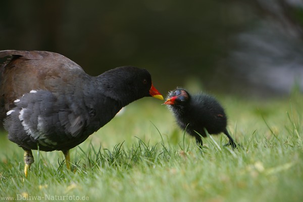 Teichhuhn-Küken-Rotschnabel greift nach Futter vom Altvogel füttert süsses Vogelbaby
