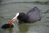 Blässhuhn Schnabel pickt Küken Maul-Berührung Foto Vogelfütterung in Wasser