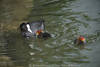 1406146_Wasservögel in Schwarzgefieder Weißschnabel gelbrote Kahlköpfe süsse Küken Foto