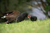 Teichhuhn-Küken bettelt um Futter beim Altvogel Rotschnabel süsses Vogelbaby