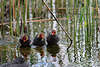 Bläßhuhn Küken Trio niedliche Rotköpfchen süsse Jungvögel Dreier in Reihe Naturfoto in Schilfwasser