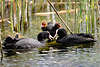 Bläßhühner Altvögel übergeben sich gefischte Beute in Bild 701925 Bläßhuhn-Familienleben Vögelfoto