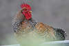 806672_ Männliches Huhnvogel: Hahn Foto sitzend auf Bauernhof Zaunrohr vorm Hühnerstall in Tierportrait