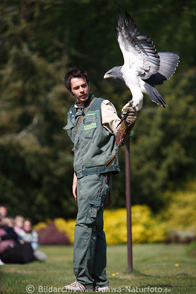Greifvogel Flugschau Adler in Hand von Tierpfleger im Vogelpark Walsrode