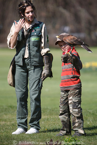 Kind kleiner Junge mit Greifvogel an Hand halten bei Flugschau in Vogelpark Walsrode