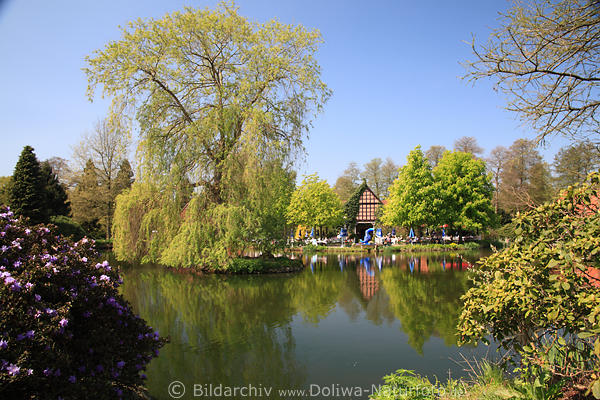 Frhlingsvegetation am Wasserteich in Garten Vogelpark Walsrode Bild