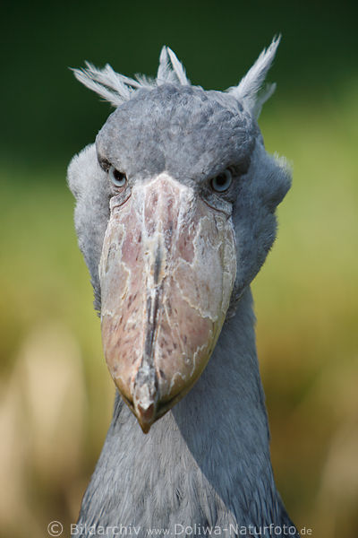 Schuhschnabel Blick in die Augen Foto, grauer exotischer Sumpfvogel riesiger Schnabel Fotografie