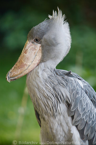 Schuhschnabel seitliches Foto Portrait Balaeniceps rex exotischer Grauvogel gro & niedlich