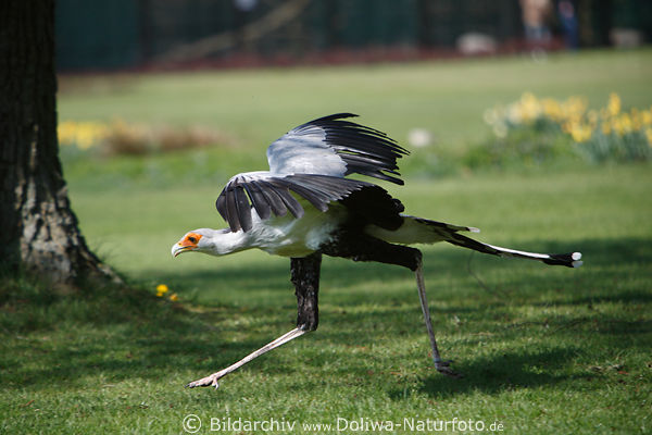 Greifvogel Sekretr Socke Flugschau Laufbild