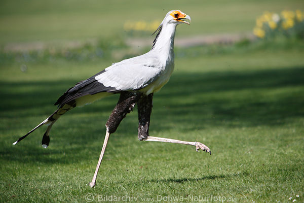Ein komischer Vogel, der schlanke Sekretr Socke in Fotografie, Laufportrait auf Wiese