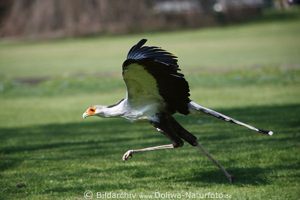 Sekretr Fotografie Sagittarius serpentarius exotischer Greifvogel aus Savannen Afrikas