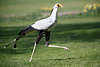 Komischer Vogel der schlanke Sekretr Socke Fotografie, Laufportrait auf Wiese in Vogelpark