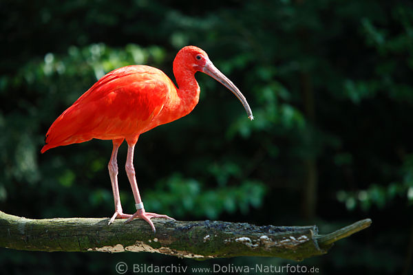 Scharlachibis Eudocimus ruber Ibis Roter Sichler