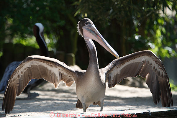 Pelikane Fotografien, Braunpelikan Pelecanus occidentalis, Meerespelikane Bild