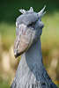 904357_ Schuhschnabel Fotos, Balaeniceps rex Bilder großer grauer exotischer Sumpfvogel mit riesigem Schnabel