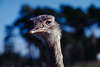 0018_ Afrikanischer Strauß Struthio camelus Strauss ist flugunfähiger Laufvogel, Blick des Großvogel in Bild