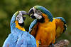 Papageien Vögel Liebespaar bunte Aras