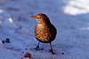 0149_Amsel Winterbild: Turdus merula Singvogel Weibchen auf Schnee im braunen Federkleid