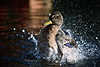 Stockentenerpel Landung in Spritzwasser Vogelfoto Enten-Erpel Flugtier
