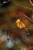 Singender Goldammer Bild auf Ast in warmen Abendsonne ruft nach Weibchen Emberiza citrinella, yellowhammer singing picture