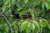 Starenmahl Vögelfotos am Kirschbaum fressen Früchte Beere im Schnabel Vogelbild 211006
