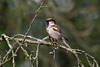 Spatzmann Vogelbild Sperling Männchen am Zweig 211010 Naturfoto krause Äste Hintergrund