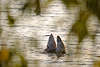 Schwanenhintern lustiges Vogelfoto Schwänze über Seewasser tauchend Nahrungsuche Ptasie kupry