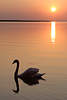 608840_Schwanen Seeromantik Fotos Wasservögel bei Sonnenuntergang Abendruhe Stille Naturbilder