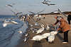 Füttern der Seevögel Scharr fliegender Wasservögel am Meerstrand